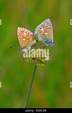 L'accouplement Adonis Blue papillons dans les Cotswolds, Royaume-Uni Banque D'Images