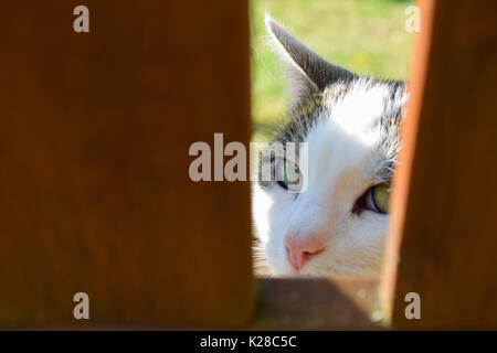 Chat domestique d'oeil de derrière barrière en bois et à la recherche à l'appareil photo. Banque D'Images