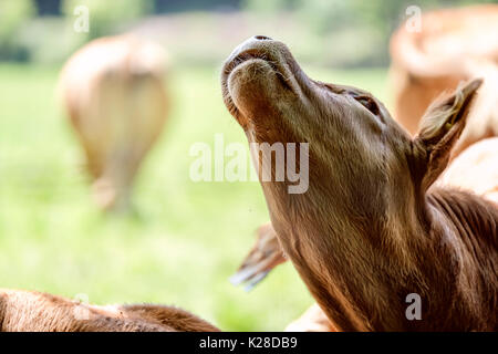 Mère des vaches avec veaux sur le pâturage sur une journée ensoleillée Banque D'Images