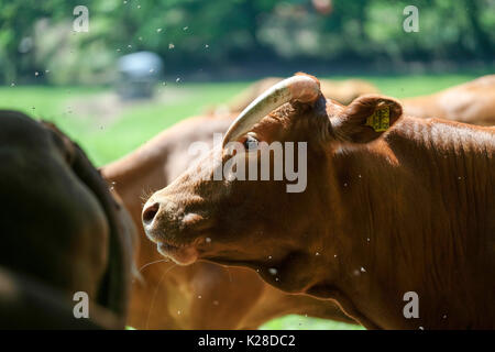 Mère des vaches avec veaux sur le pâturage sur une journée ensoleillée Banque D'Images