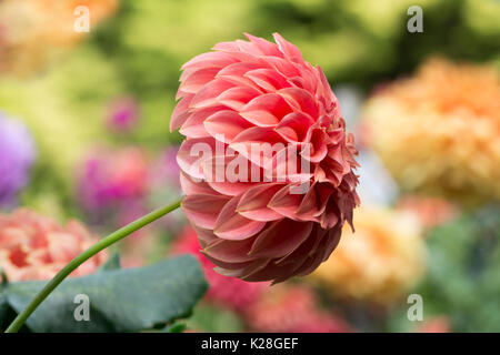 Sylvia couleur pêche craig hunter dahlia soutenue par une variété de variétés colorées de dahlias flou de l'arrière-plan. se concentrer uniquement sur les eaux peu profondes Banque D'Images