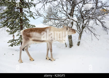 Les jeunes rennes dans la forêt en hiver, Laponie, Finlande Banque D'Images