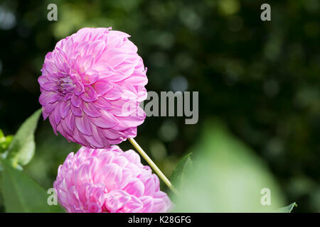 Deux feux rose suite bracken dahlia fleurs en croissance dans un jardin naturel. L'orientation paysage. Banque D'Images