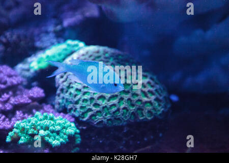 Bleu Vert Vanderbilt chomis vanderbilti Chromis, poissons, a une couleur vert pâle et se trouve sur le récif Banque D'Images