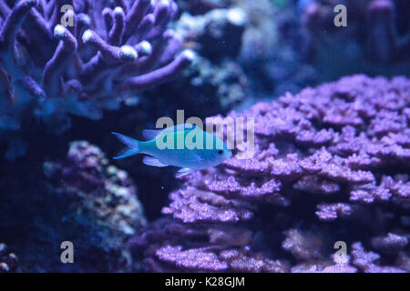 Bleu Vert Vanderbilt chomis vanderbilti Chromis, poissons, a une couleur vert pâle et se trouve sur le récif Banque D'Images