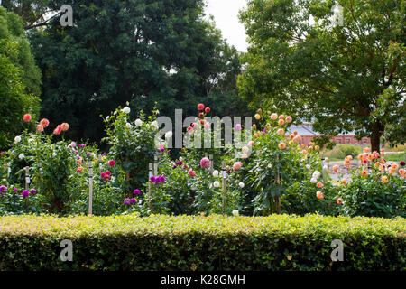 Adélaïde, Australie du Sud, Australie - 17 avril, 2017 : dahlia garden au Adelaide Botanic garden, l'affichage d'une grande variété de plantes dahlia en fu Banque D'Images