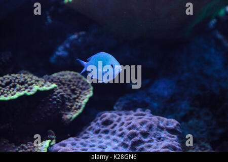 Bleu Vert Vanderbilt chomis vanderbilti Chromis, poissons, a une couleur vert pâle et se trouve sur le récif Banque D'Images