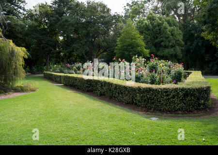 Adélaïde, Australie du Sud, Australie - 17 avril, 2017 : dahlia garden au Adelaide Botanic garden, l'affichage d'une grande variété de plantes dahlia en fu Banque D'Images