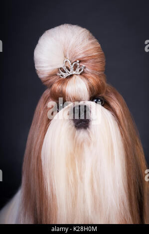 Portrait de chien shih tzu au studio Banque D'Images