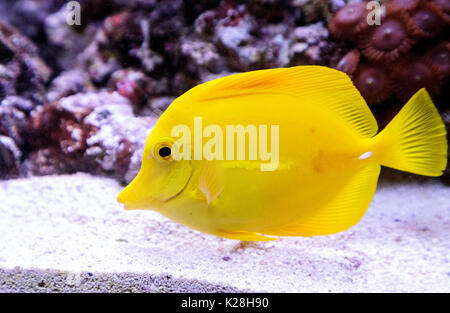 Tang jaune, poisson Zebrasoma flavenscens, est un poisson d'aquarium qui se trouve dans les océans Pacifique et Indien à l'état sauvage Banque D'Images