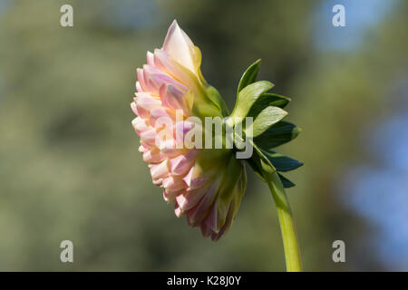 Vue latérale d'une lumière en fleurs nouvellement rose et glenmarc crème sophie dahlia contre un parc naturel, mais des problèmes de mise au point. d'arrière-plan flou. Banque D'Images