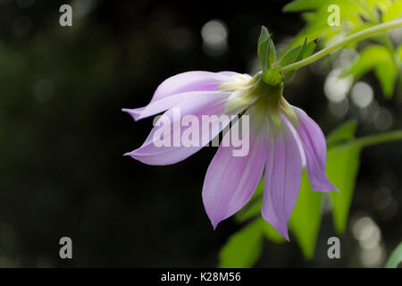 Purple dahlia imperialis vu de derrière avec un naturel, mais un arrière-plan sombre. Banque D'Images