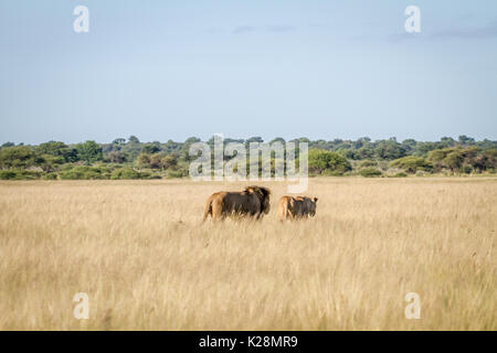 Couple de lions d'accouplement de marcher dans les hautes herbes dans le central kalahari, Botswana. Banque D'Images