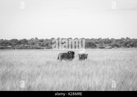 Couple de lions d'accouplement de marcher dans les hautes herbes en noir et blanc dans le central kalahari, Botswana. Banque D'Images