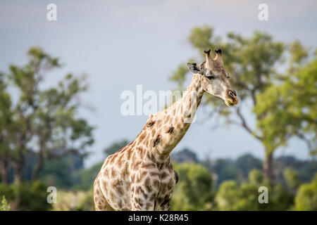 Girafe avec oxpeckers sur son cou dans le delta de l'Okavango, au Botswana. Banque D'Images