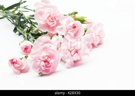 Fleurs d'oeillet sur fond blanc Banque D'Images