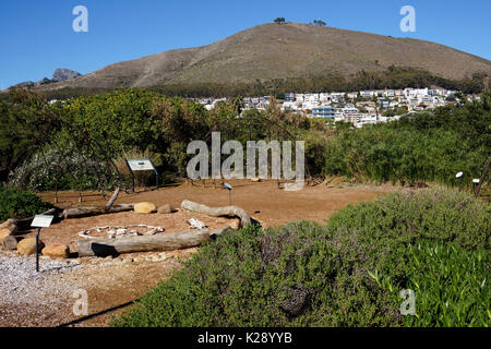 Le Point Vert Parc Urbain & Jardin de la biodiversité, Le Cap, Afrique du Sud. Banque D'Images