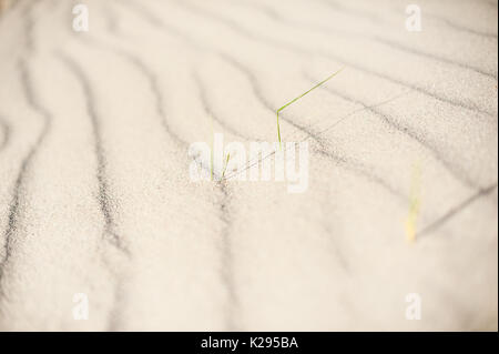 Peu de profondeur de vue fileld d'herbe poussant dans le sable sur un être Banque D'Images