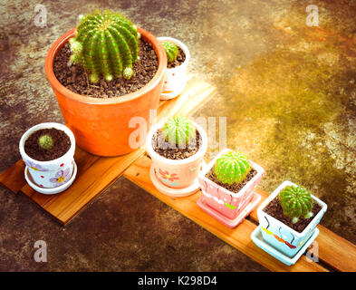 Ensemble de cactus sur la planche de bois en face de la maison jardin. Banque D'Images