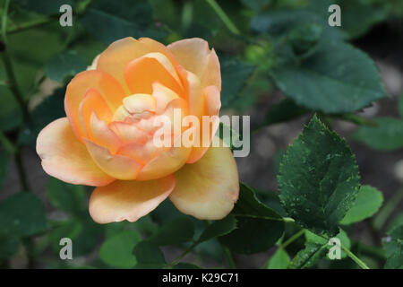 Gros plan de David Austin rose - Dame de Shalott fleurit dans un jardin anglais, Angleterre, Royaume-Uni Banque D'Images