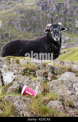 Un agneau Herdwick à côté d'une tasse de café à emporter Costa rejetés par certains idiot sans cervelle, à mi-hauteur éboulis rouge dans le Lake District, UK. Banque D'Images