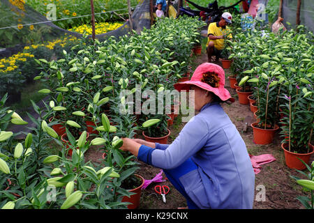 Binh thuan, Viet Nam, asian farmer travaillant sur lily garden au soir, mari et femme s'asseoir pour prendre soin bouton floral pour culture de printemps sur l'agriculture Banque D'Images