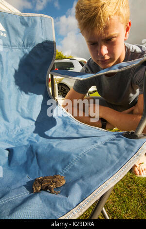 Un Crapaud commun Bufo bufo,sur une chaise dans un camping à Norfolk. Banque D'Images