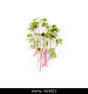 Tas de micro radis verts sur fond blanc. Concept de saine alimentation frais jardin produisent des aliments biologiques comme un symbole de la santé et des vitamines à partir de la nature. Gros plan Microgreens. Banque D'Images