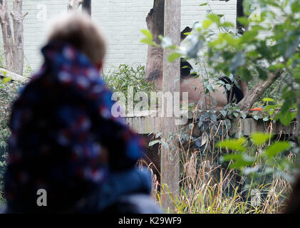 Londres, septembre, UK. Août 24, 2017. Les gens regardent le panda géant Yang Guang (Sunshine) dans son enclos au Zoo d'Edimbourg en Ecosse, Grande-Bretagne le 28 août 2017. Tian Tian, la seule femelle panda géant chinois en Grande-Bretagne, est enceinte, et un cub pourrait être né en septembre, les médias locaux ont rapporté ici le 24 août, 2017. Tian Tian, ce qui signifie Sweetie en chinois, est né le 24 août 2003 à la Zoo de Pékin en Chine. Elle vit actuellement avec Yang Guang, qui signifie soleil en chinois, au Zoo d'Edimbourg, Ecosse. Ils sont la seule paire de pandas. Credit : Han Yan/Xinhua/Alamy Live News Banque D'Images