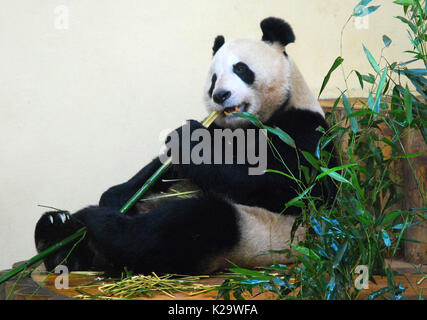 Londres, septembre, UK. Août 24, 2017. Une photo non datée fournie par le Zoo d'Edinburgh montre panda géant Tian Tian au Zoo d'Edimbourg, Ecosse. Tian Tian, la seule femelle panda géant chinois en Grande-Bretagne, est enceinte, et un cub pourrait être né en septembre, les médias locaux ont rapporté ici le 24 août, 2017. Tian Tian, ce qui signifie Sweetie en chinois, est né le 24 août 2003 à la Zoo de Pékin en Chine. Elle vit actuellement avec Yang Guang, qui signifie soleil en chinois, au Zoo d'Edimbourg, Ecosse. Ils sont la seule paire de pandas. Credit : Edinburgh Zoo/Xinhua/Alamy Live News Banque D'Images