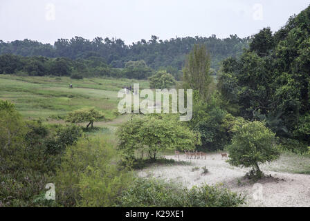 Khulna, Bangladesh, Sundarban. 12Th Aug 2017. 13 août, 2017-, Khulna, Bangladesh Sundarban- un groupe de touristes promenades sur la forêt et l'oreillard Dears surveille sur les Sundarbans au Bangladesh. C'est la nature par le climat en constante évolution météo avec désert gouverné par les marées et les tigres. Les Sundarbans, partagé par le Bangladesh et l'Inde dans le delta du Gange. C'est le foyer de quelque 425 espèces d'animaux sauvages, y compris 300 espèces d'oiseaux et 42 espèces de mammifères, y compris l'tigre du Bengale. L'UNESCO a déclaré le Sundarban's un patrimoine en 1987. © Monirul Alam. (Crédit Image : © Monirul UN Banque D'Images