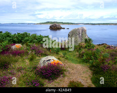 Heather fleurs sur Gugh, St Agnes, îles Scilly. Banque D'Images