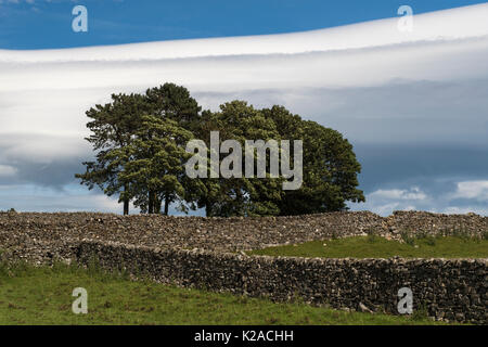 Définir contre ciel dramatique, groupe d'arbres en colline domaine bordé par un mur en pierre sèche - près de Grassington, Wharfedale, Yorkshire, Angleterre, Royaume-Uni. Banque D'Images