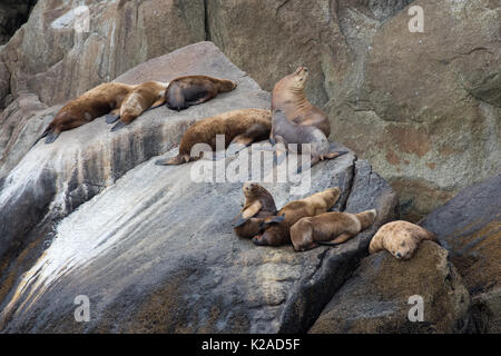 Le nord (lions de mer de Steller) Banque D'Images