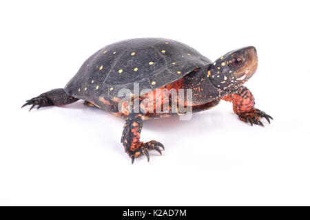 La tortue ponctuée, Clemmys guttata Banque D'Images