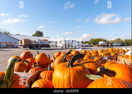 PUMPKINS CHARGÉ SUR CAMION PRÊT POUR LE DÉPART DE LEOLA marché de fruits, de Lancaster en Pennsylvanie Banque D'Images