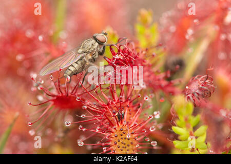 Fly pris dans Round-leaved sundew Drosera rotundifolia, Iping, et commun Stedham, Sussex, UK. En août. Banque D'Images