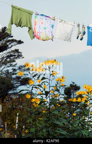 Suspendre les vêtements à sécher à l'extérieur près de fleurs jaunes. C'est une tradition dans de nombreuses communautés rurales en Nouvelle Angleterre pour économiser de l'énergie naturellement. Banque D'Images