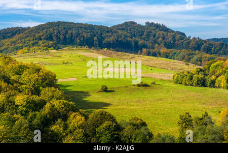 Champs de pâturage rural près de la forêt sur les collines des Carpates. Beaux paysages agricoles au début de l'automne Banque D'Images