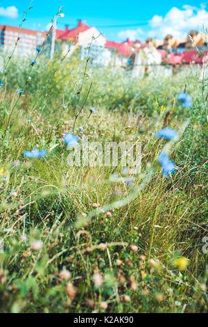 Domaine de fleurs sauvages sur fond flou de maisons de ville. Focus macro shot sélective avec des DOF. Banque D'Images