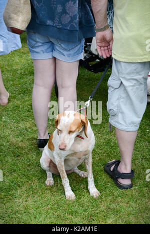 Un chien dort tandis que ses propriétaires regarder un village dog show en Angleterre. Banque D'Images