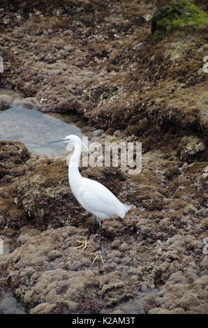 Grande aigrette, également connu sous le nom de la grande aigrette, aigrette ou grande aigrette ou grand héron blanc Banque D'Images