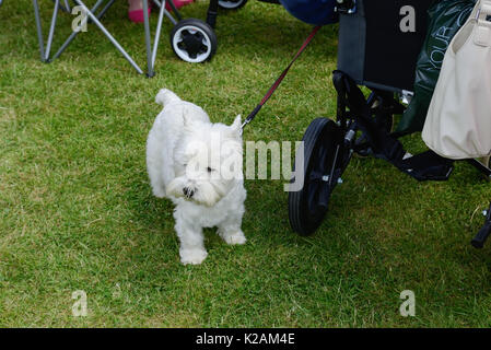 Un petit chien blanc en laisse dans le parc. Banque D'Images