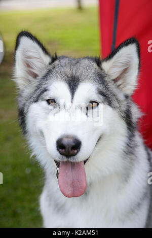Un chien malamute âgés de 11 mois à un village de dog show en Angleterre. Banque D'Images