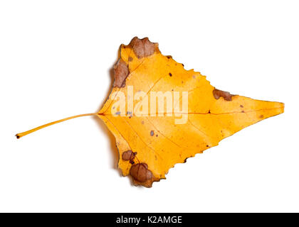 Jaune automne Feuille de peuplier isolé sur fond blanc. Close-up Vue de dessus. Banque D'Images