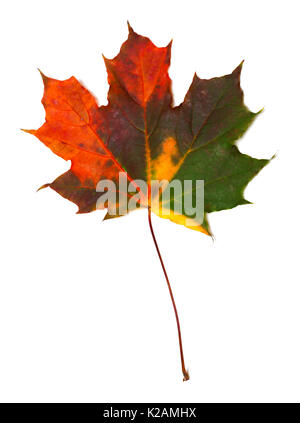 Feuille d'érable multicolores de l'automne. Isolé sur fond blanc. Banque D'Images