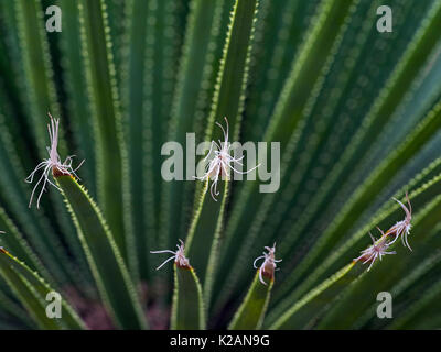 Dasylirion acrotrichum, le Grand désert de plus en cuillère Jardin Norfolk Banque D'Images