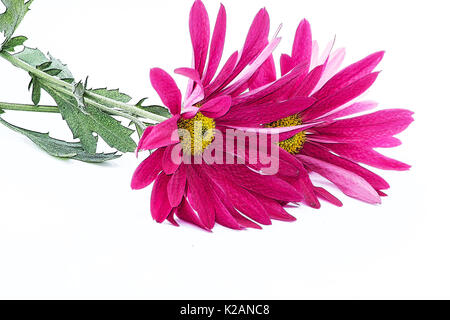 Chrysanthème fraîche sur fond blanc Banque D'Images