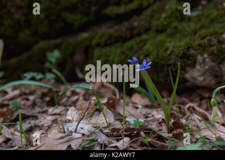 Scilla sibirica flower Banque D'Images