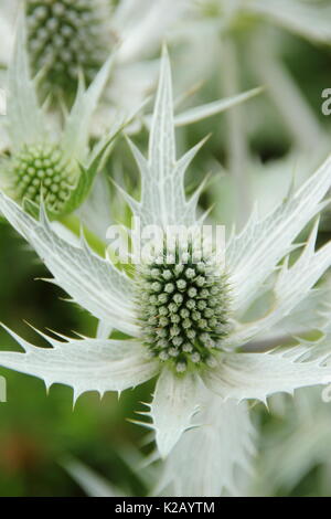 Les fleurs piquantes blanc argenté de Eryngium giganteum 'Silver Ghost' dans la frontière d'un jardin anglais en été (juillet),UK Banque D'Images